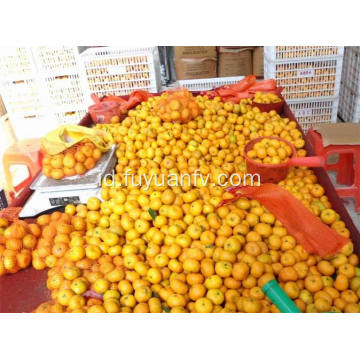 Harga Terbaik Nanfeng Baby Mandarin dengan Kualitas Baik